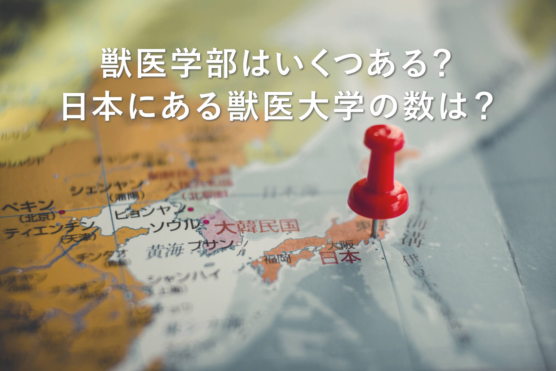 獣医学部はいくつある？日本にある獣医大学の数は？
