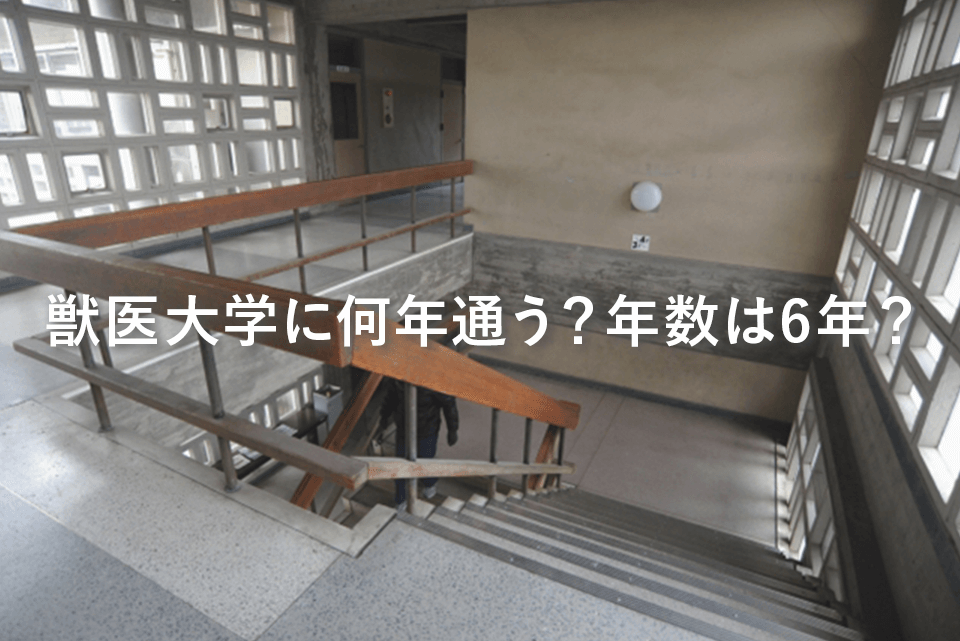 獣医大学に何年通う？年数は6年？