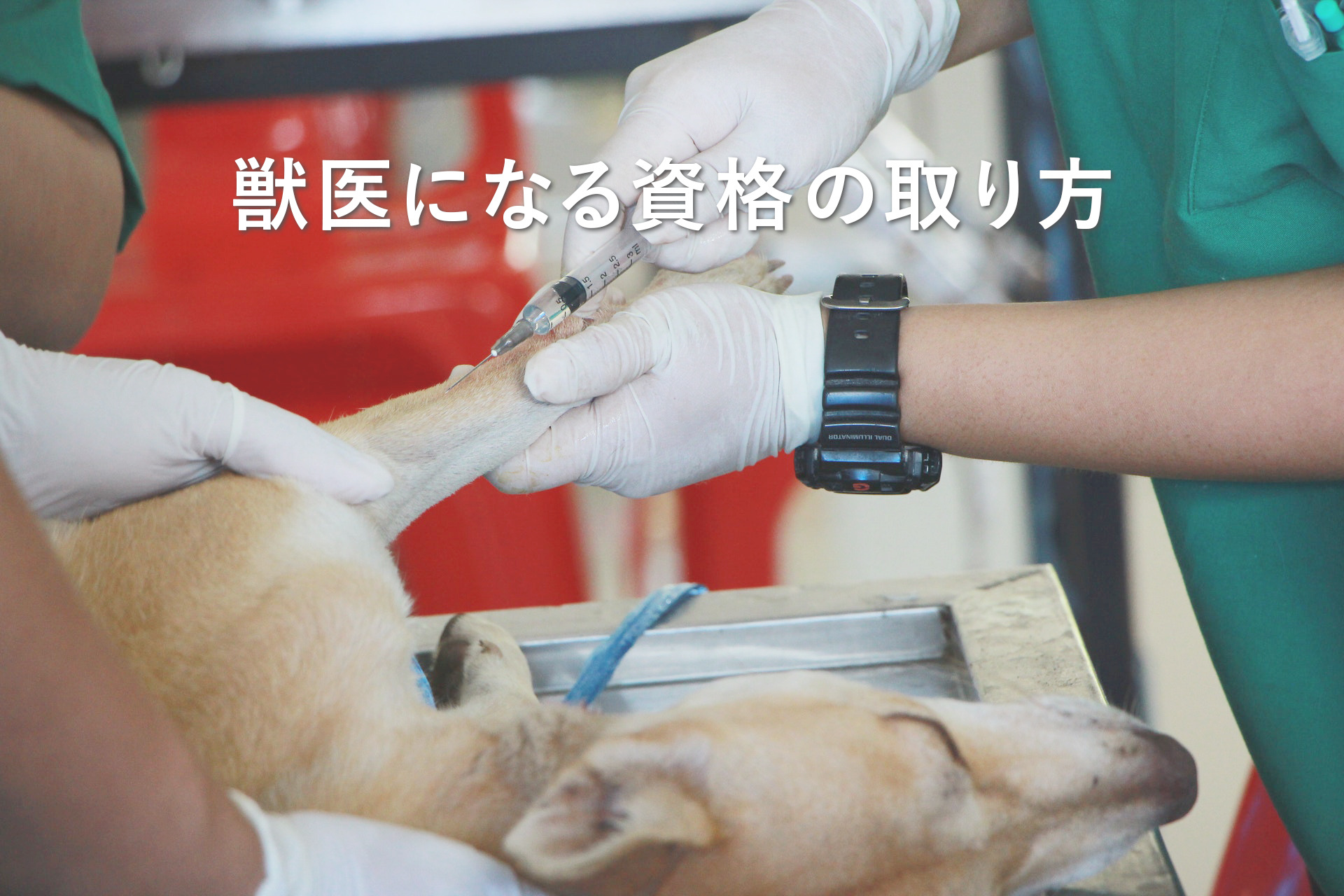 獣医になる資格の取り方