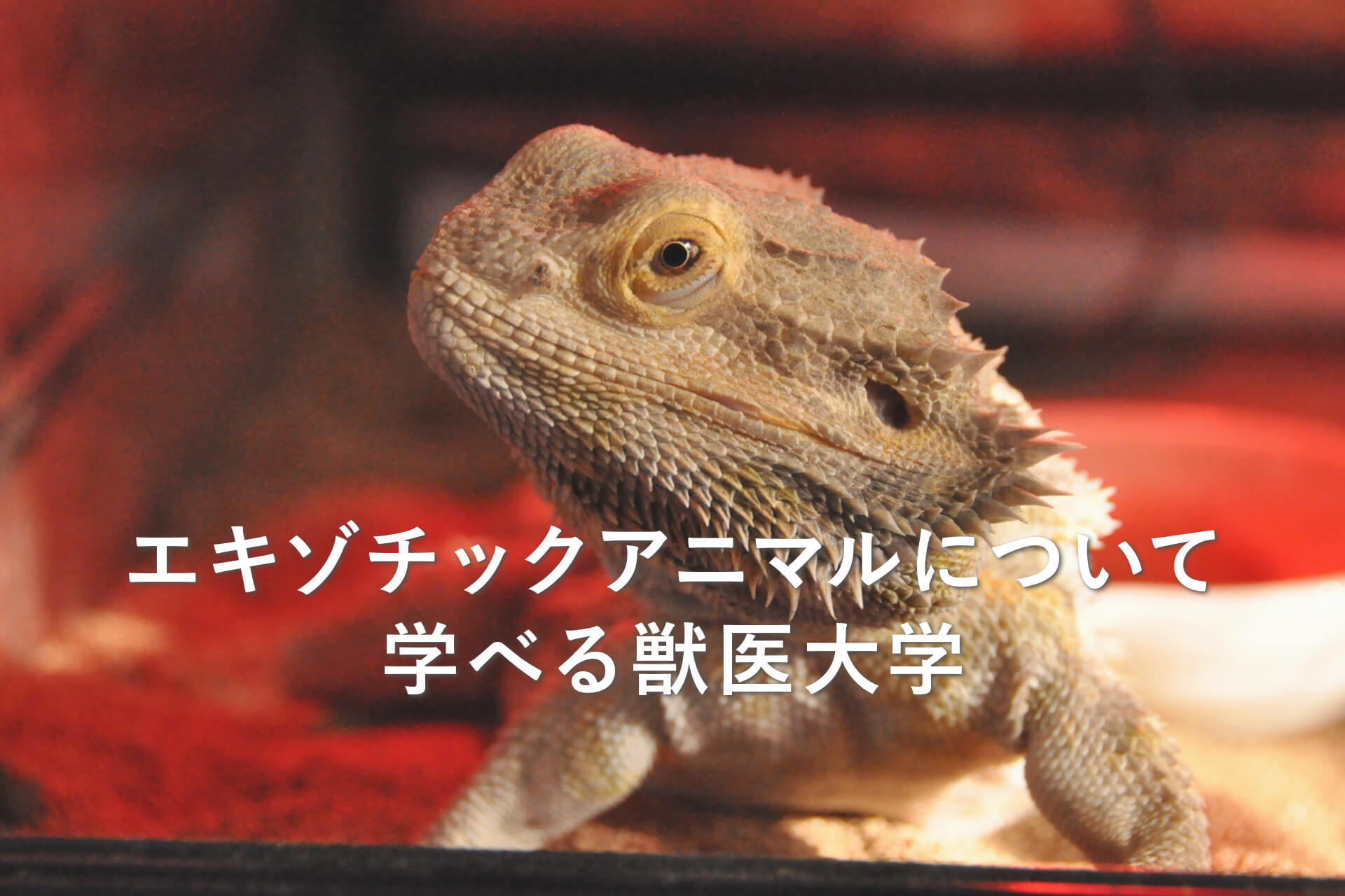 エキゾチックアニマルについて学べる獣医大学 | Pettie 獣医 大学