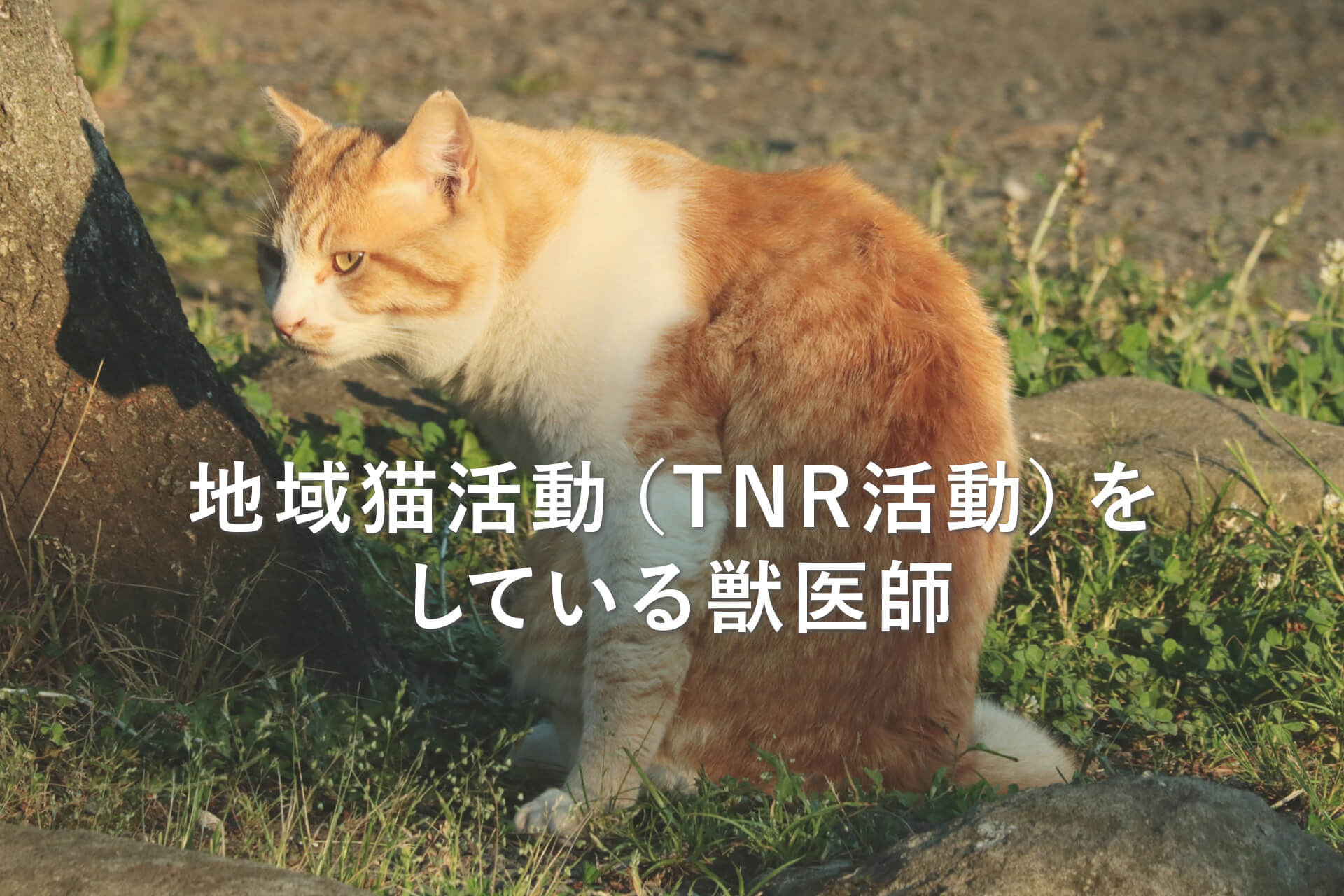 地域猫活動（TNR活動）をしている獣医師
