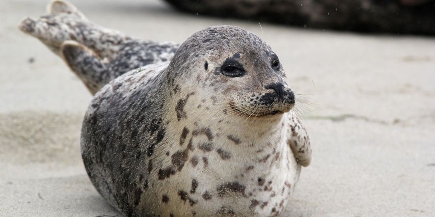 水族館の獣医師になるには